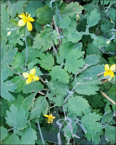 Si cette plante se trouve en relation avec l'arrivée du printemps et celle de l'automne, quels oiseaux désigne-t-elle ?