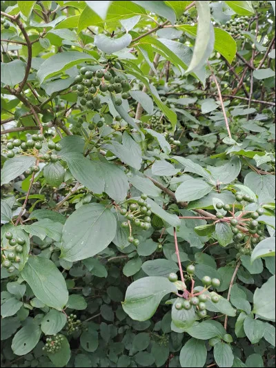 Arbuste ayant poussé spontanément dans mon jardin et que je me garde bien d'éradiquer : il avait choisi son endroit et en hiver ses branches enchevêtrées, dépouillées et rouges égaient le lieu.