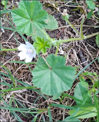 La petite mauve pousse sur des terrains riches en nitrates. Elle est donc...