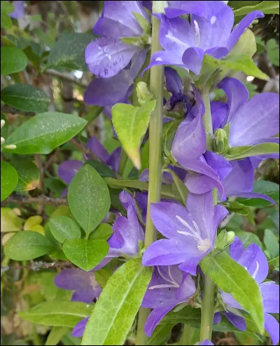De quelle plante fort décorative s'agit-il ?