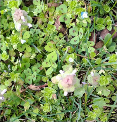 Quelle est cette plante, à ne pas confondre avec l'ortie, qui offre des couleurs délicates de blanc et rose pâle ?