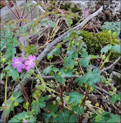 Si la question est en rapport avec une odeur que l'on perçoit en froissant les feuilles, que voyez-vous enchevêtré dans des mousses et des petites branches ?