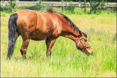 L'alimentation des chevaux est classée en deux grandes familles : les concentrés et les fourrages. Les concentrés sont représentés en deux formes mais quelles sont ces deux formes ?