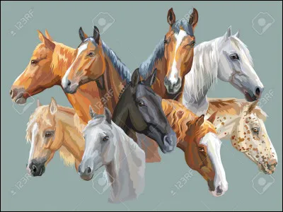 Dans la famille des équidés, il y a les chevaux de selle et/ou de course, les chevaux lourds et les poneys. Dans la famille des poneys, quelles sont les races ?