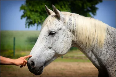 Comment faisons-nous reculer un cheval ?