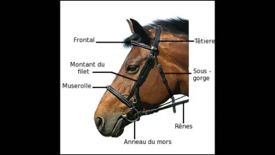 Par quoi est attaché l'anneau du mors ?