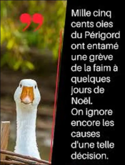 Quelle est l'espérance de vie d'une oie de Toulouse ?