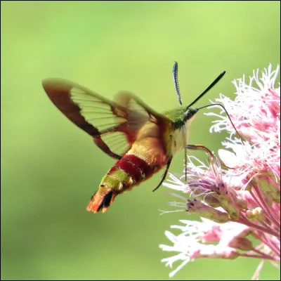 Quel est cet animal ?