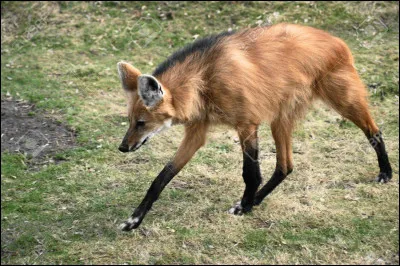 Quel est cet animal ?