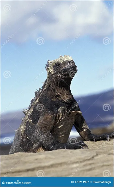 Quel est cet animal ?