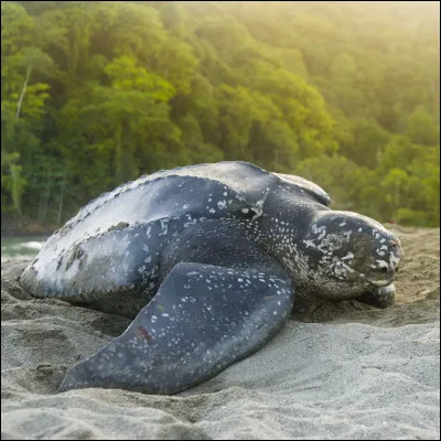 Quel est cet animal ?