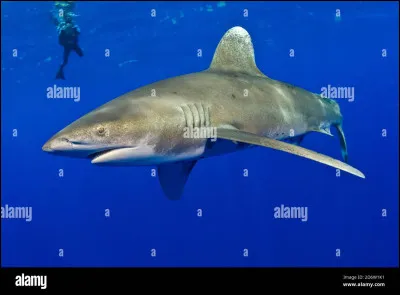 Quel est cet animal ?