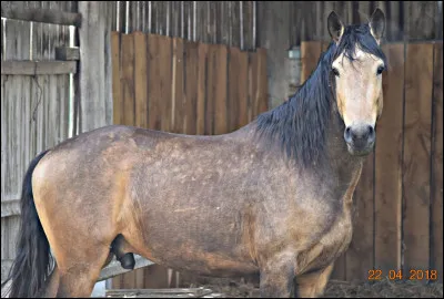 Quel robe est isabelle avec des poils noirs(isabelle fumé)