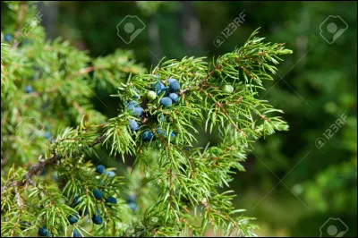 Laquelle a été ou est guérisseuse ?