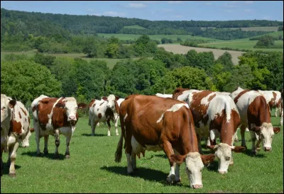 La cuniculiculture correspond à l'élevage de bovins.