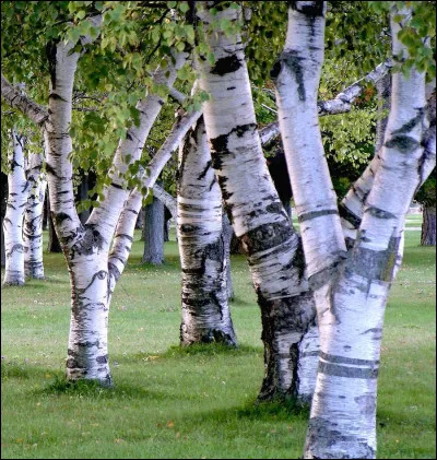 Les arbres apparaissant sur cette image sont des chênes.