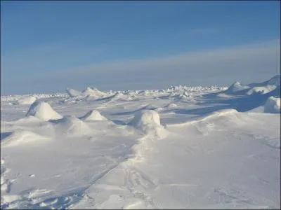 Lequel de ces animaux n'est pas spcifiquement un animal polaire ?