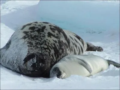 Lequel de ces trois mammifres existe rellement ?