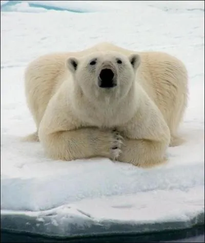 Pourquoi les ours blancs n'ont pas froid aux pieds ?