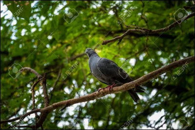 Dans la forêt, tu aperçois un pigeon bien gras. Tu t'approches furtivement puis tu sautes. Le pigeon prend peur et tu le rates. Quelle est ta réaction ?