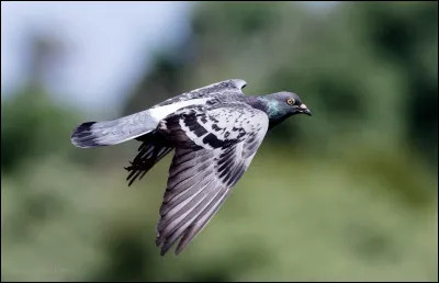 Griffe de Loutre te rassure : 
''-Ne t'inquiète pas, ce sera pour une prochaine fois !''
Tu lui dis :