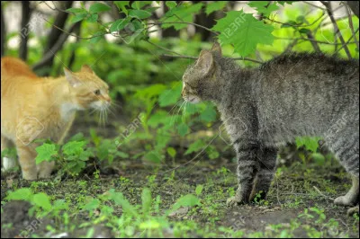 Ton entraîneur soupire.
''-Rentrons. Nous nous entraînerons au combat cet après-midi.''
Tu t'exclames :