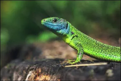 Où vivent les lézards ?