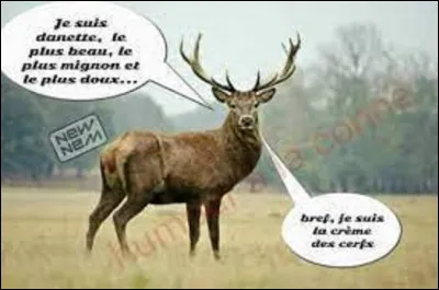 Comment écrit-on le mot cerf en italien ?