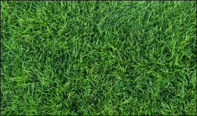 Quelle discipline ne se pratique plus sur gazon ?