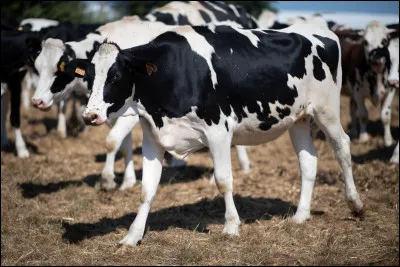 Quel est cet animal ?