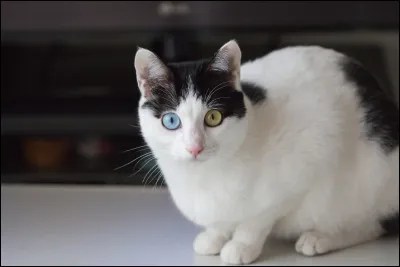 Quel est cet animal ?