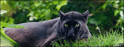 Quel est cet animal ?