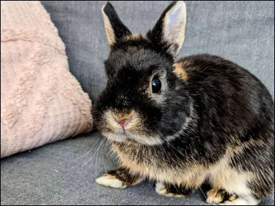 Quel est cet animal ?