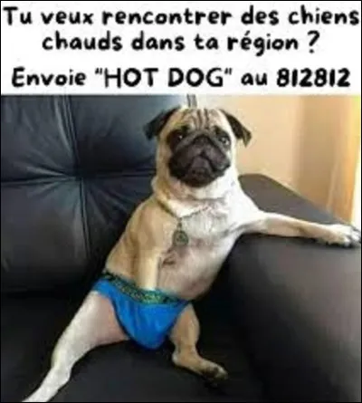 Indétrônable depuis 2018, quelle race de chiens est la préférée des français ?