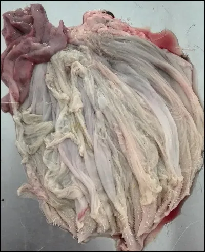 Est à la page, c'est le...