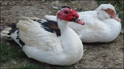 Comme Conan, c'est le...