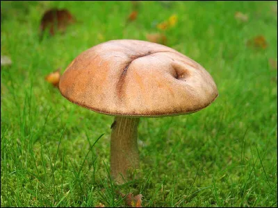 Travaille sur les planches, c'est le...