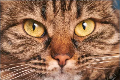 Quelle couleur d'yeux préfères-tu ?