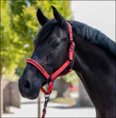 Les nœud d'attache se défait facilement en tirant sur l'extrémité libre.