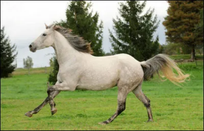 Le cheval a une bouche et quatre pattes.