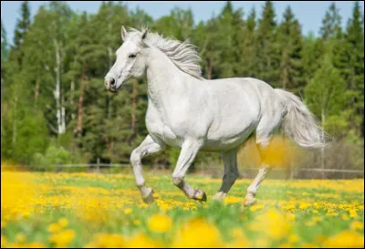 Comment se présente un cheval bai ?