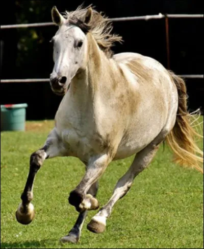 Où se situe le chanfrein ?