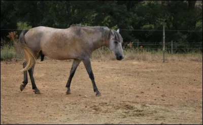 Le pas est une allure marchée. Le cheval a toujours...