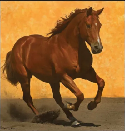 Le galop est une allure sautée, à combien de temps ?