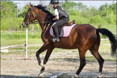 Pour communiquer avec le cheval tu peux utiliser ta voix.