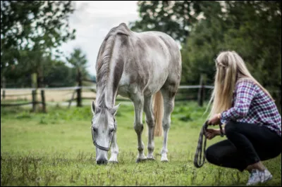 Par quel côté abordes-tu un cheval ?