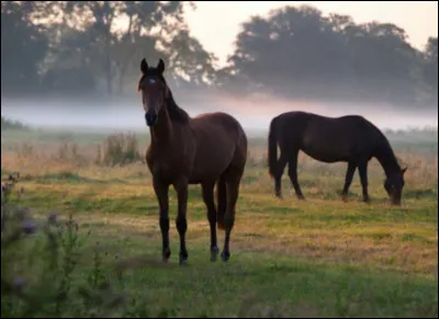 Observer un cheval dans la nature est une perte de temps. Ce qui est intéressant, c'est de l'observer en situation, donc monté.