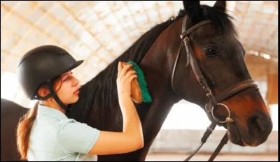 La peau du cheval n'est pas sensible. Il apprécie les grandes claques sonores.