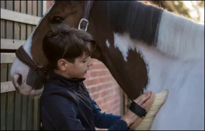 Le pansage est un moyen de faire connaissance avec ton cheval.