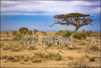 Lequel de ces fleuves ne traverse pas le Botswana ?